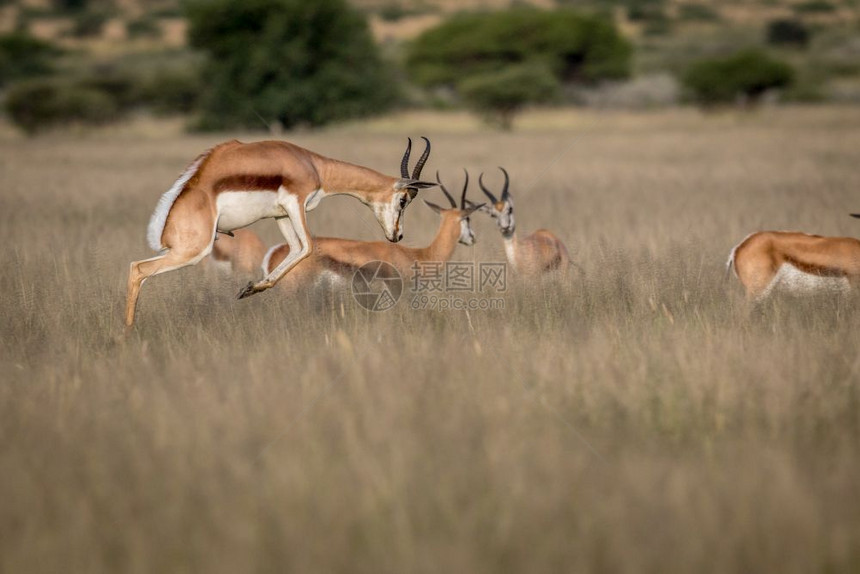 博茨瓦纳中部卡拉哈里狩猎保留地斯普林博克Springbokspringnking图片