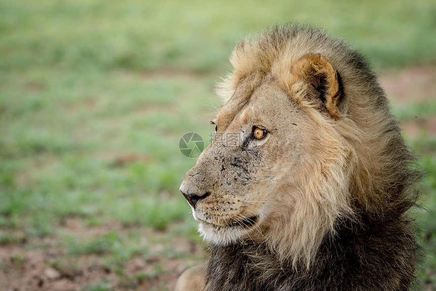 南非卡拉加迪跨界公园狮子的侧脸近景图片