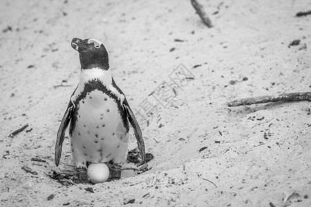 阿默尔非洲企鹅坐在沙子中的鸡蛋上黑白南非背景