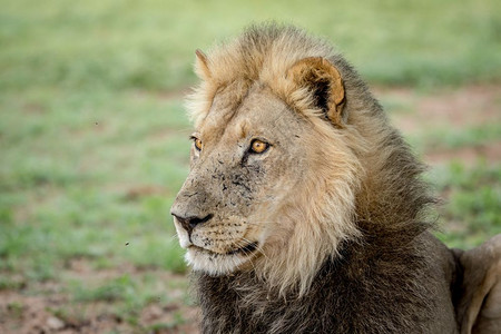 南非卡拉加迪跨界公园狮子的侧面简介图片