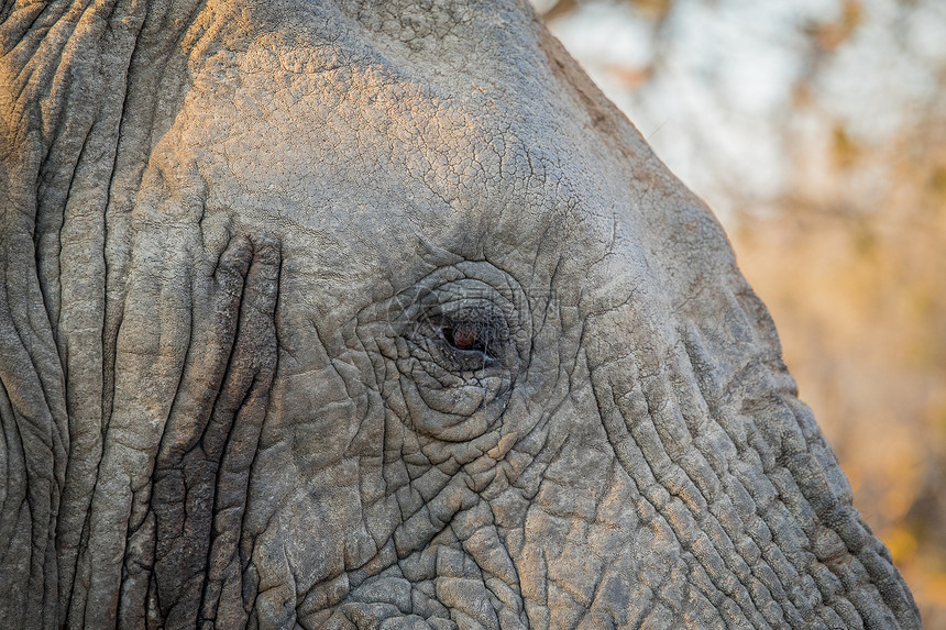 南非克鲁格公园大象眼神紧图片