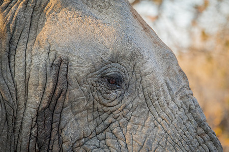 南非克鲁格公园大象眼神紧背景图片