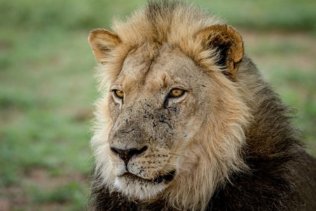 南非卡拉加迪跨界公园狮子的侧面简介图片