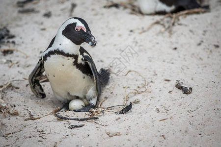 德默尔吉非洲企鹅坐在沙子上的蛋南非背景