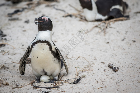 非洲企鹅坐在沙子上的蛋南非高清图片
