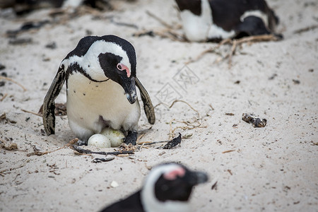 企鹅蛋非洲企鹅坐在沙子上的蛋南非背景
