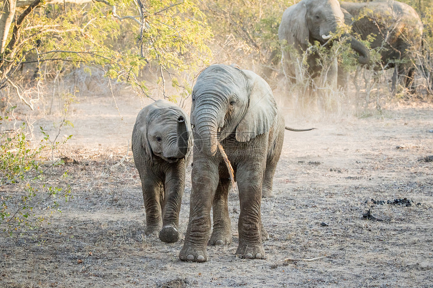 两个年轻的大象在南非克鲁格公园玩耍图片