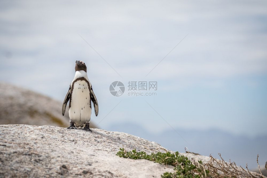非洲企鹅站在南黑白岩石上图片