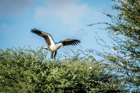南非卡拉加迪跨边界公园的一棵树上秘书鸟图片