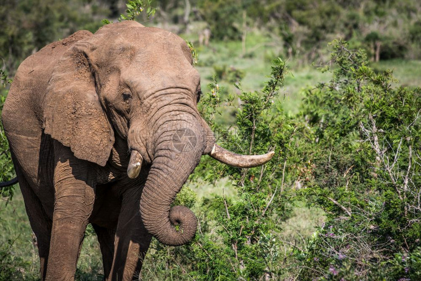 在南非克鲁格公园吃着一头非洲大象图片