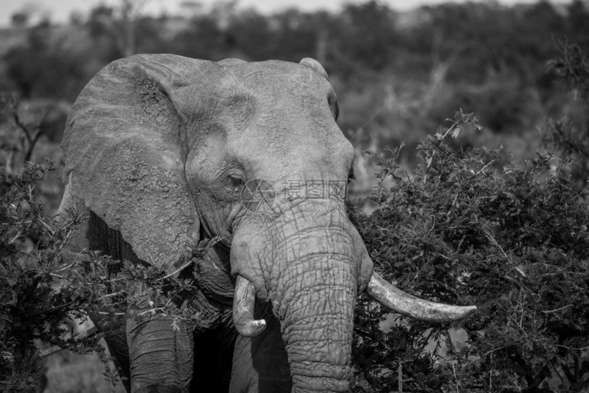南非克鲁格公园一头黑白非洲大象图片