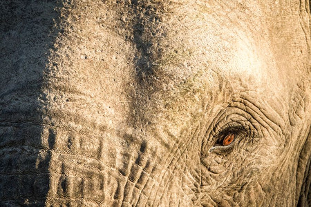在南非卡帕马游戏保护区一只大象眼睛紧闭着图片