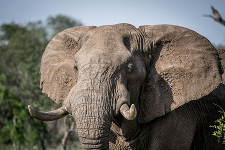南非克鲁格公园的一头非洲大象附近图片