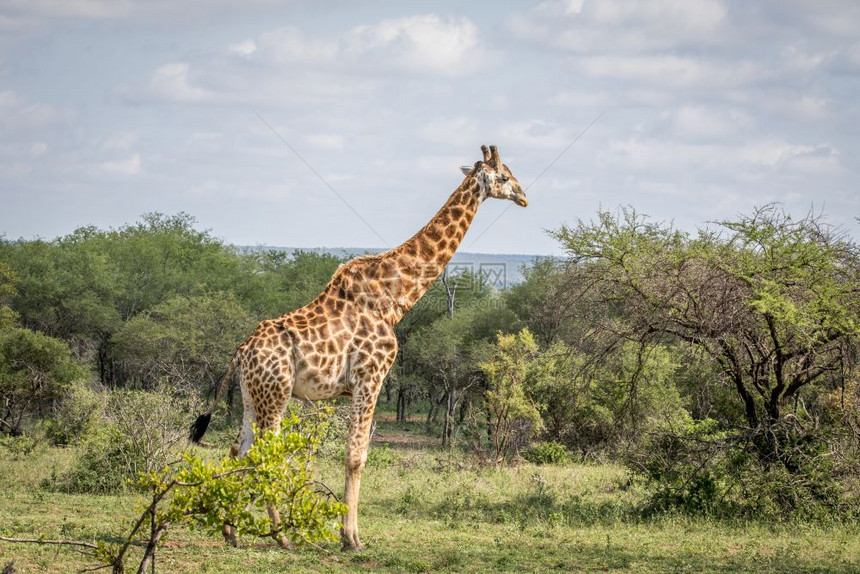 Giraffe站在南非克鲁格公园的草地上图片