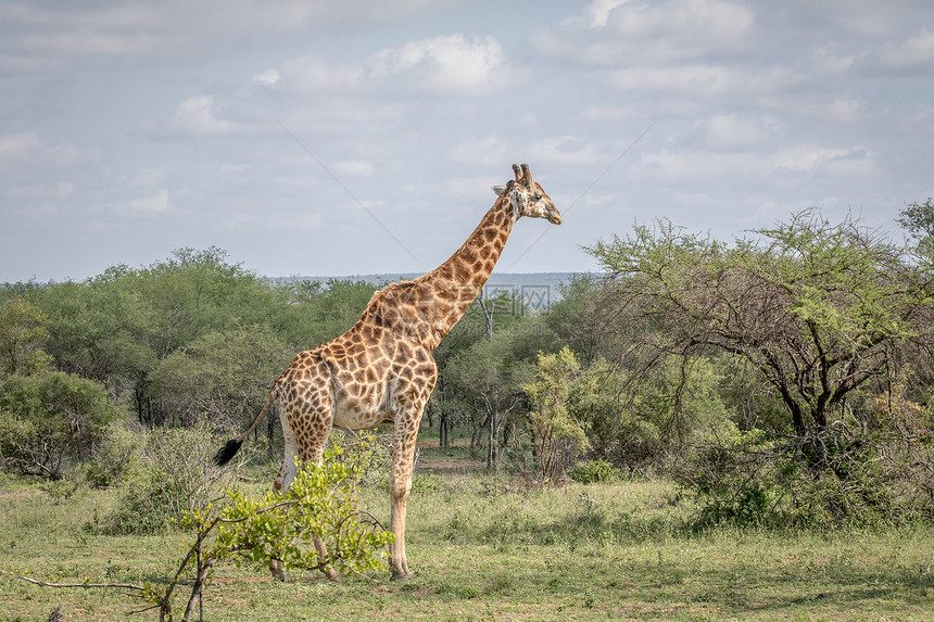 Giraffe站在南非克鲁格公园的草地上图片