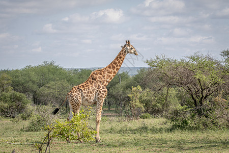 罗斯柴尔德Giraffe站在南非克鲁格公园的草地上背景