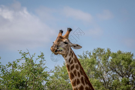 在南非克鲁格公园靠近一个Giraffe图片