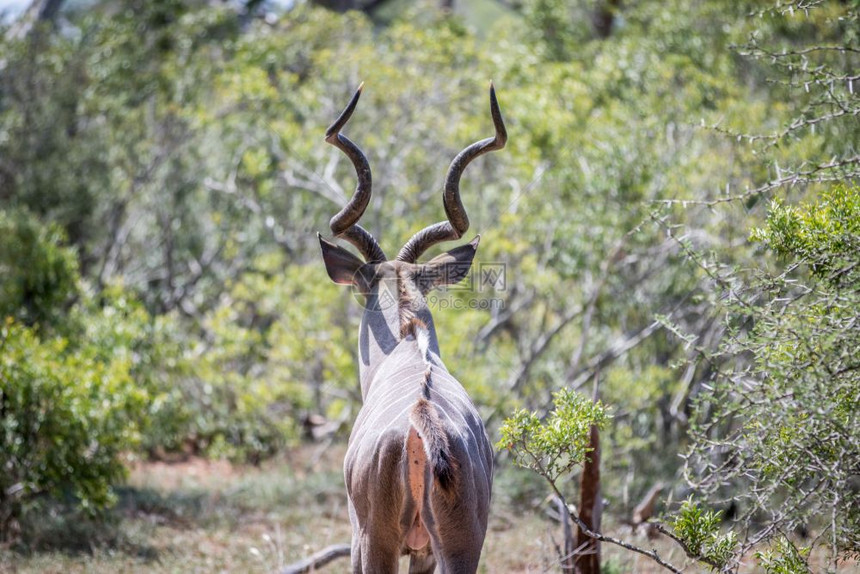 南非克鲁格公园后面的Kudu公牛图片