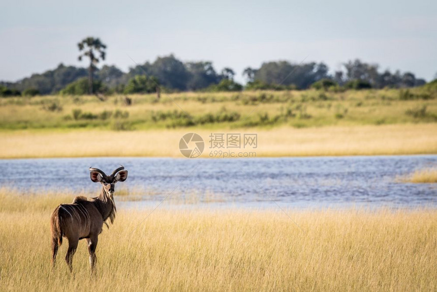 博茨瓦纳奥卡万戈三角洲水面的男Kudu图片