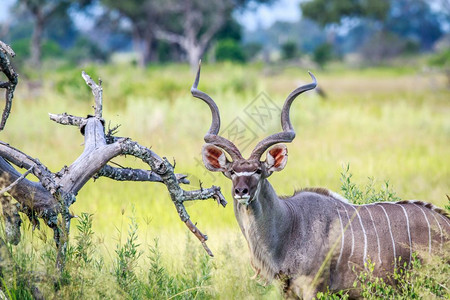 博茨瓦纳奥卡万戈三角洲的条纹羚图片