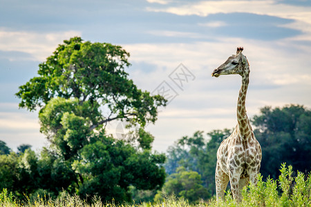 长颈鹿在博茨瓦纳奥卡万戈三角洲的草地上图片