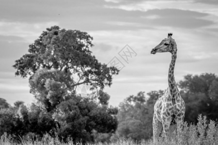 长颈鹿在博茨瓦纳奥卡万戈三角洲的草地上黑白影像高清图片