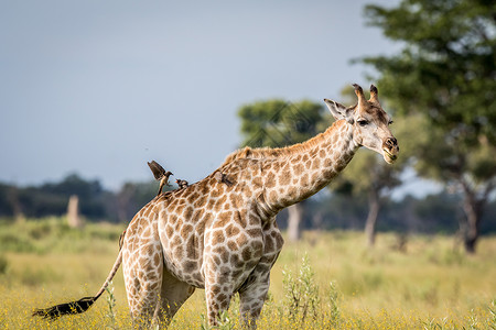 罗斯柴尔德长颈鹿博茨瓦纳奥卡万戈三角洲的草地上的长颈鹿背景