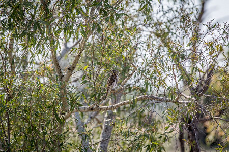 珍珠斑点猫头鹰在南非Kruger公园的一个分支图片