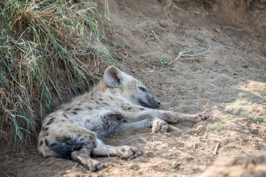 在南非克鲁格公园的沙地上躺着年轻斑点土狼图片
