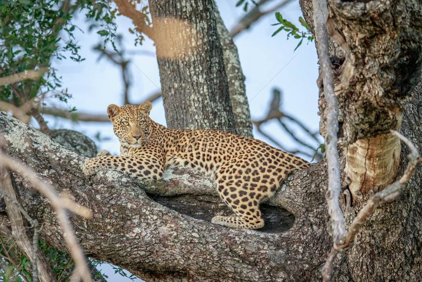 豹子躺在博茨瓦纳奥卡万戈三角洲的一棵树上图片
