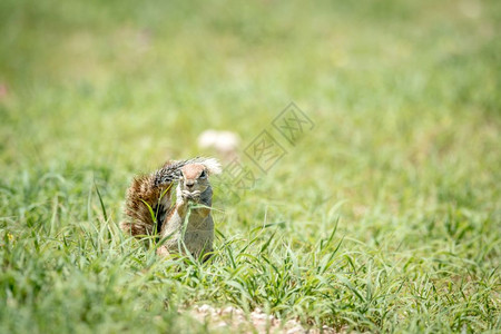在南非卡拉加迪跨界公园吃草的松鼠地面图片