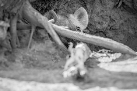 在南非克鲁格公园里藏着黑白的年轻斑土狼藏在巢穴里图片