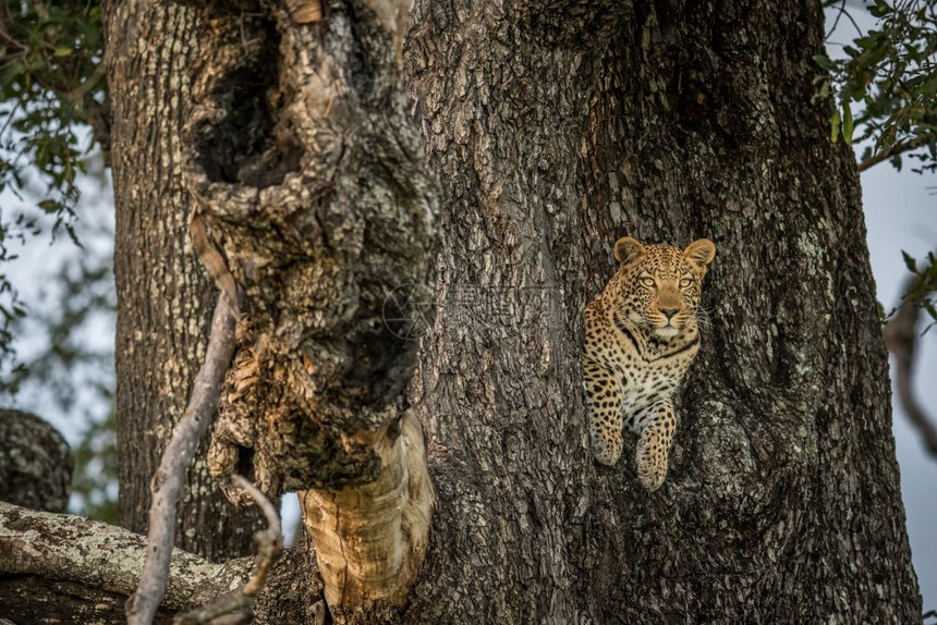 在博茨瓦纳奥卡万戈三角洲的一棵树上图片