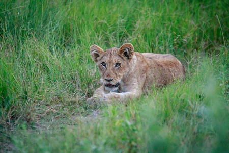 在博茨瓦纳奥卡万戈三角洲的草地上躺着狮子幼崽图片