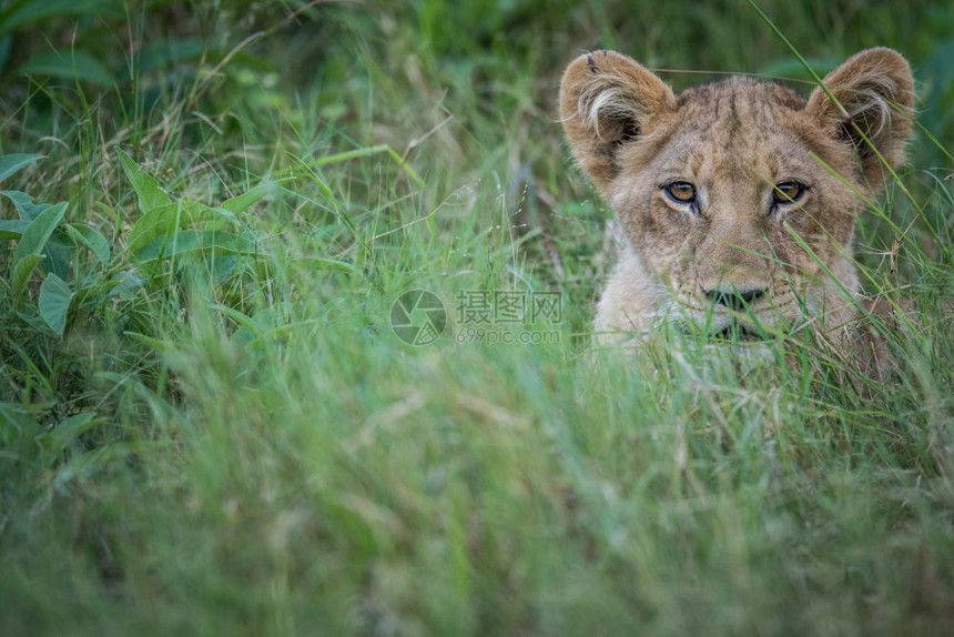 狮子幼崽在博茨瓦纳奥卡万戈三角洲的摄像头上图片