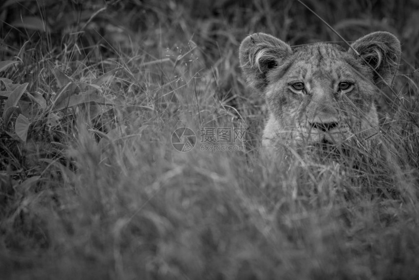 年轻的狮子在博茨瓦纳奥卡万戈三角洲的黑白镜头中观看着图片