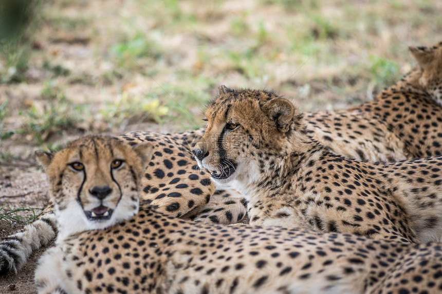 在南非克鲁格公园的草地上铺设Cheetahs联盟图片