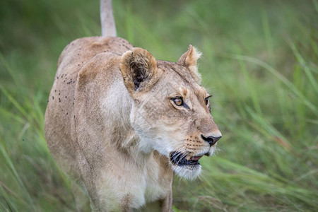 雌狮走向博茨瓦纳奥卡万戈三角洲的摄像头图片