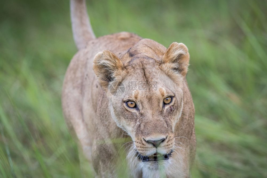 女狮子走向博茨瓦纳奥卡万戈三角洲的摄像头图片