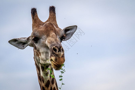 博茨瓦纳奥卡万戈三角洲附近吃草的长颈鹿图片