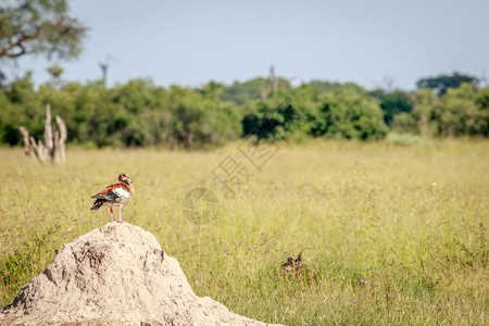 埃及鹅站在博茨瓦纳奥卡万戈三角洲的白蚁山上图片