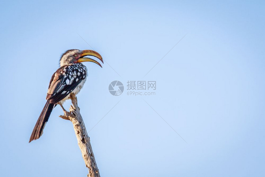 在博茨瓦纳奥卡万戈三角洲的一个分支上图片