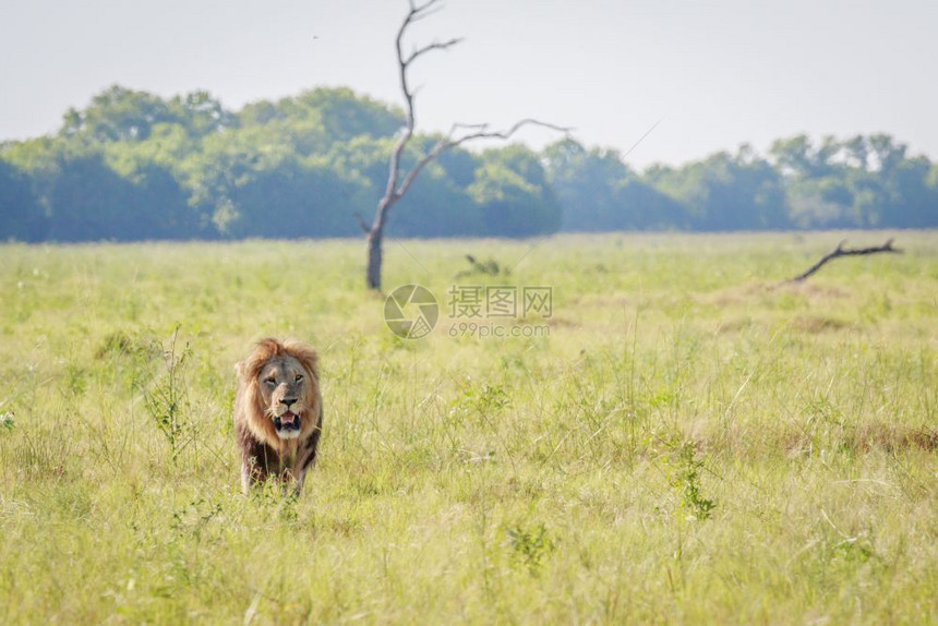 男狮子走向博茨瓦纳乔贝公园的摄像头图片