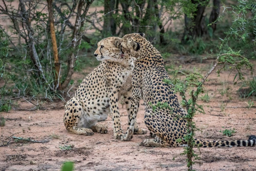 在南非克鲁格公园的沙子上坐着两只猎豹图片
