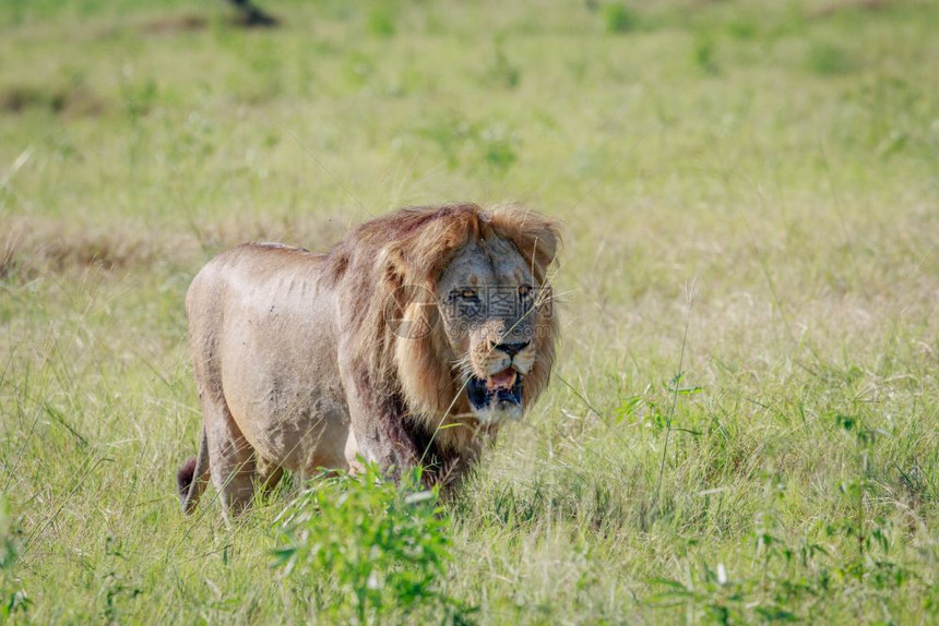 男狮子在博茨瓦纳乔贝公园的草地上行走图片