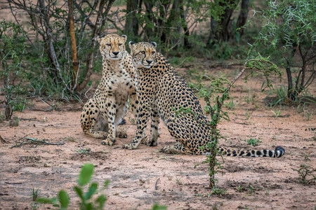 在南非克鲁格公园的沙子上坐着两只猎豹图片