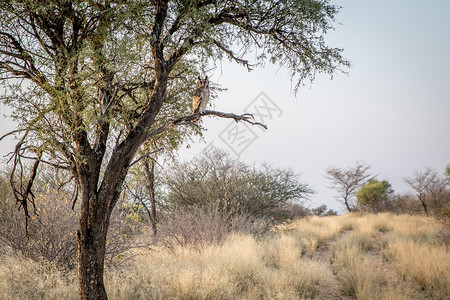伊曼Verreaux的老鹰眼坐在博茨瓦纳中部卡拉哈里CentralKalahari比赛保留地的一棵树上背景