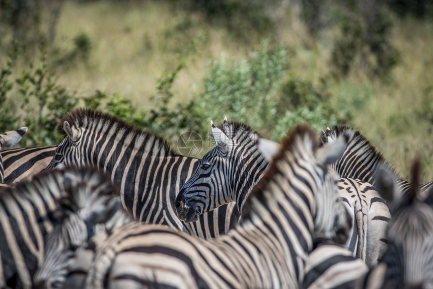 博茨瓦纳乔贝公园Zebra群中Zebra图片