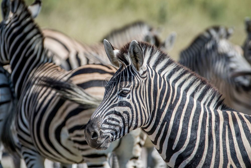 在博茨瓦纳乔贝公园的一群牧之间介于Zebra的侧面图片