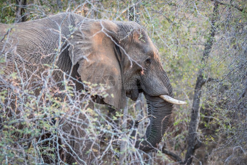 在南非克鲁格公园的灌木丛中靠近大象头图片